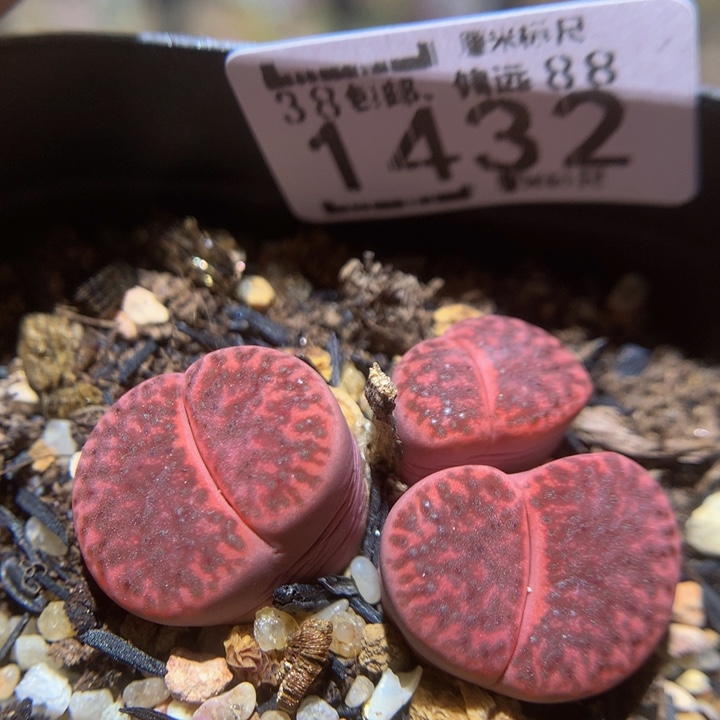 zzzz我的小可爱们1432