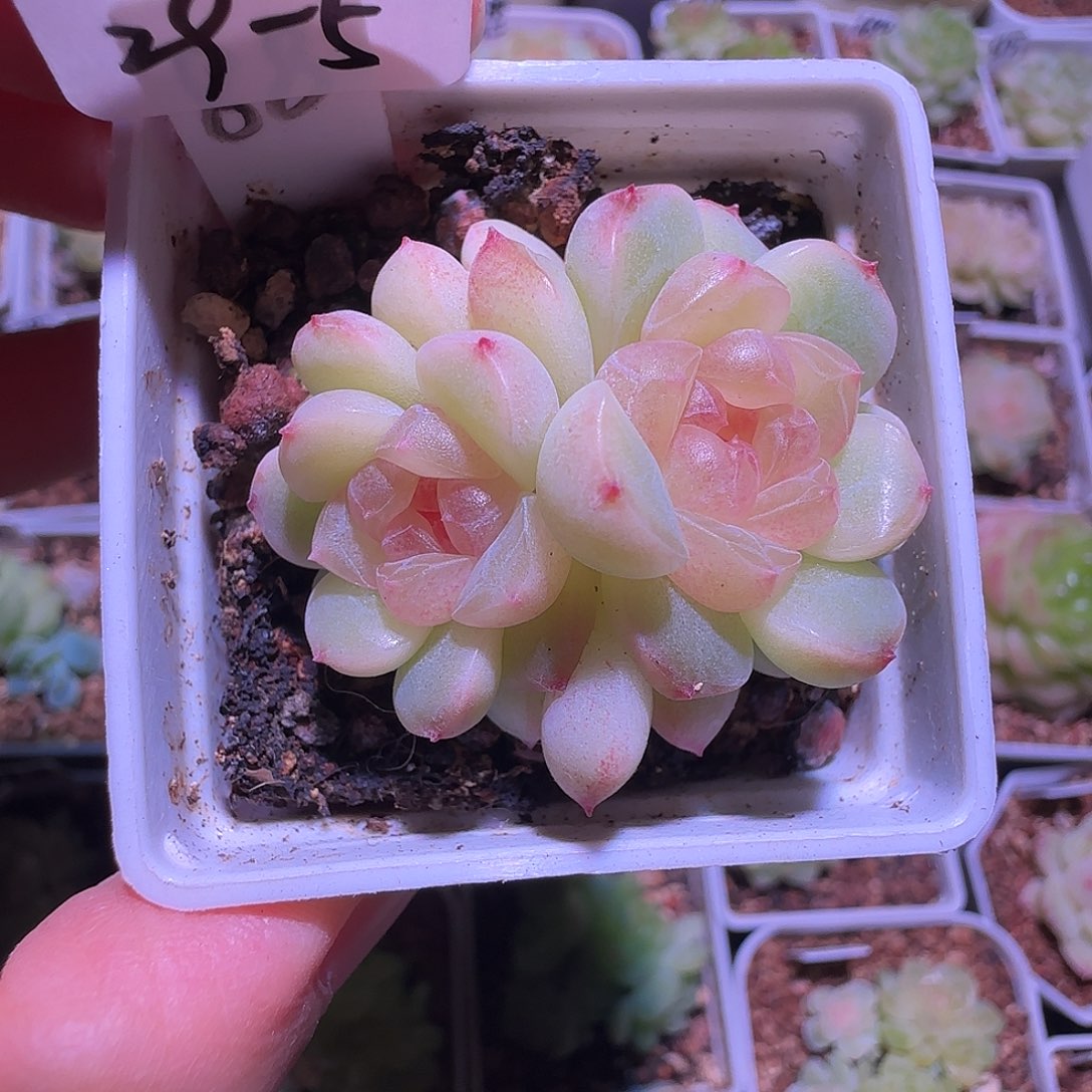 29-5福利甜心童话双头