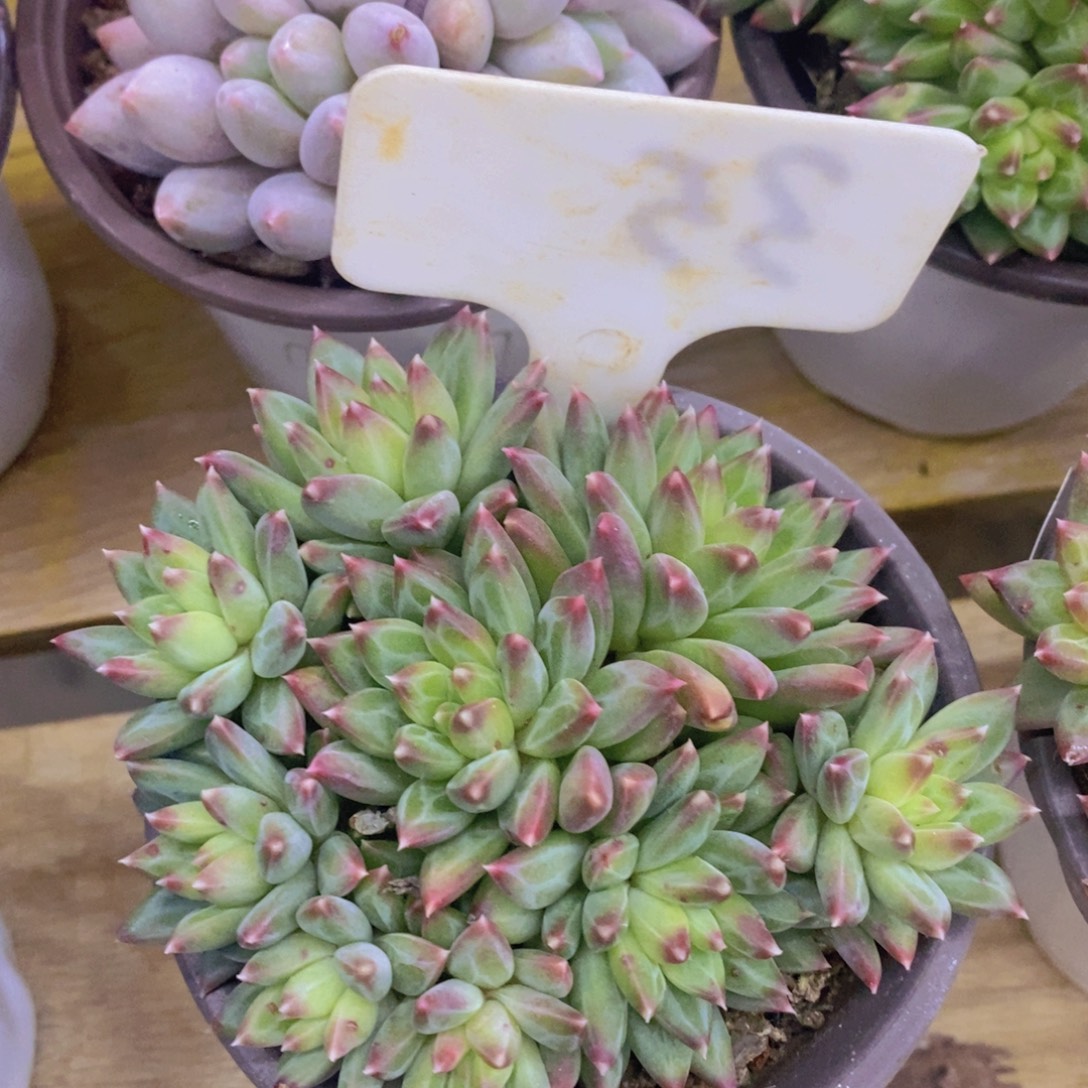 开心多肉，今天不对称，不包价