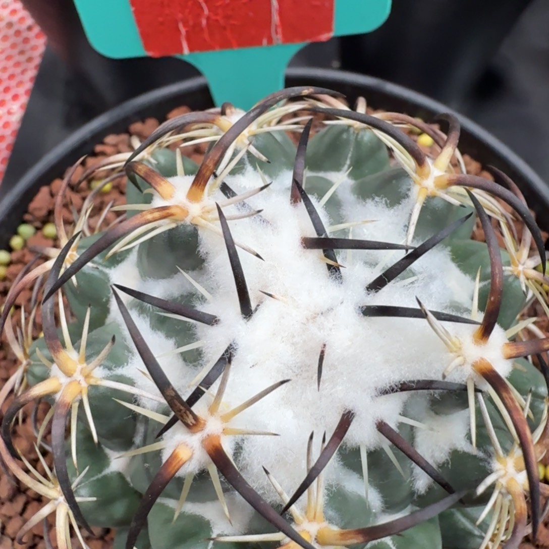 尾***强仙人球一物一拍链接