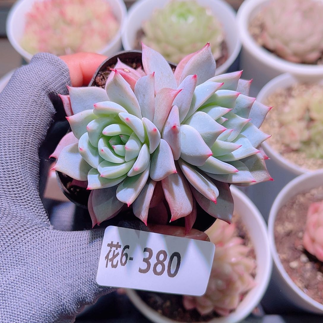 花06-380粉蓝鸟双头