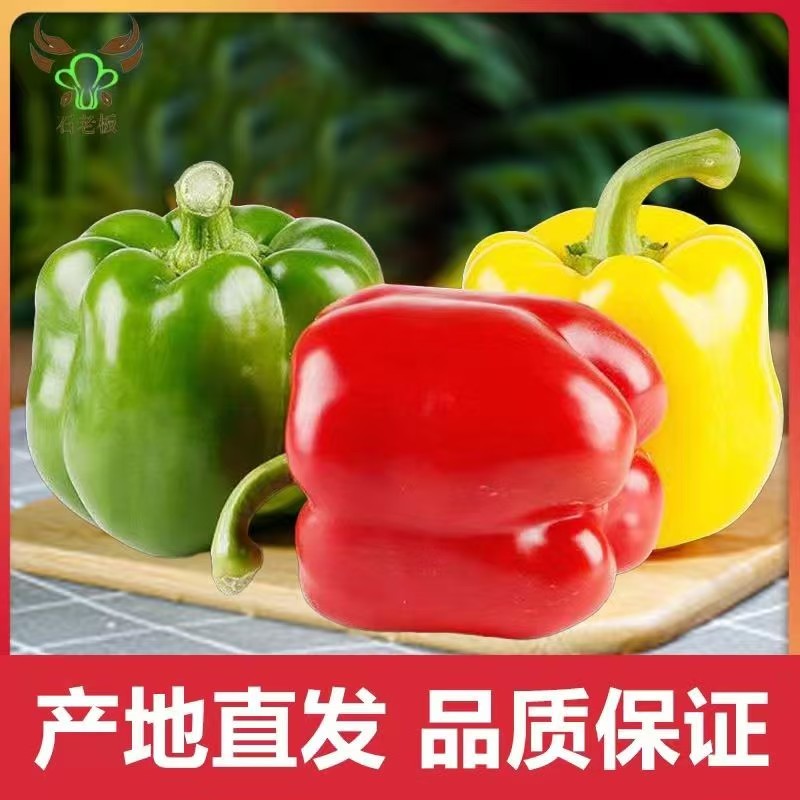石老板山东寿光新鲜彩椒.甜椒.水果椒.甜椒可生吃.1-5斤装