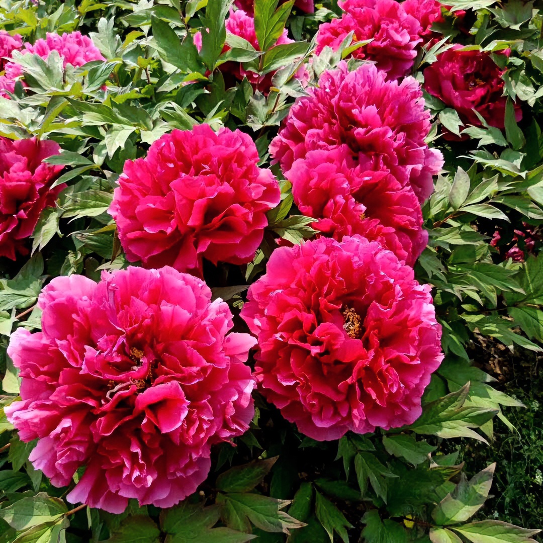 【花王】洛阳多层重瓣牡丹花千层观赏花卉盆栽耐寒0