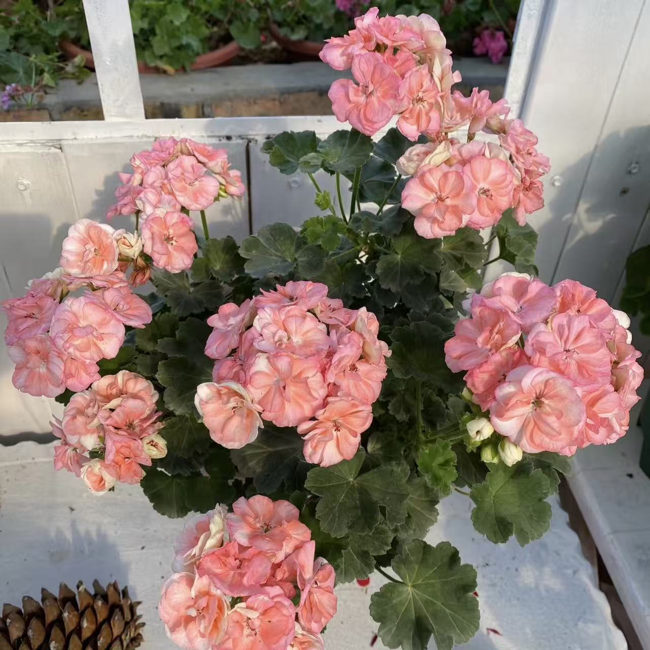 天竺葵【玫瑰小姐】花卉盆栽室内室外观花植物（不拍保温 不包冻损）