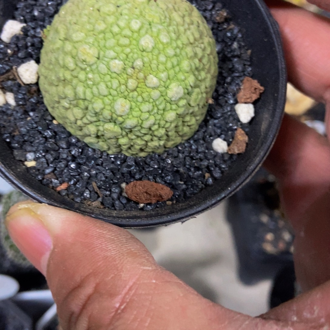 凝提玉一个一物一拍