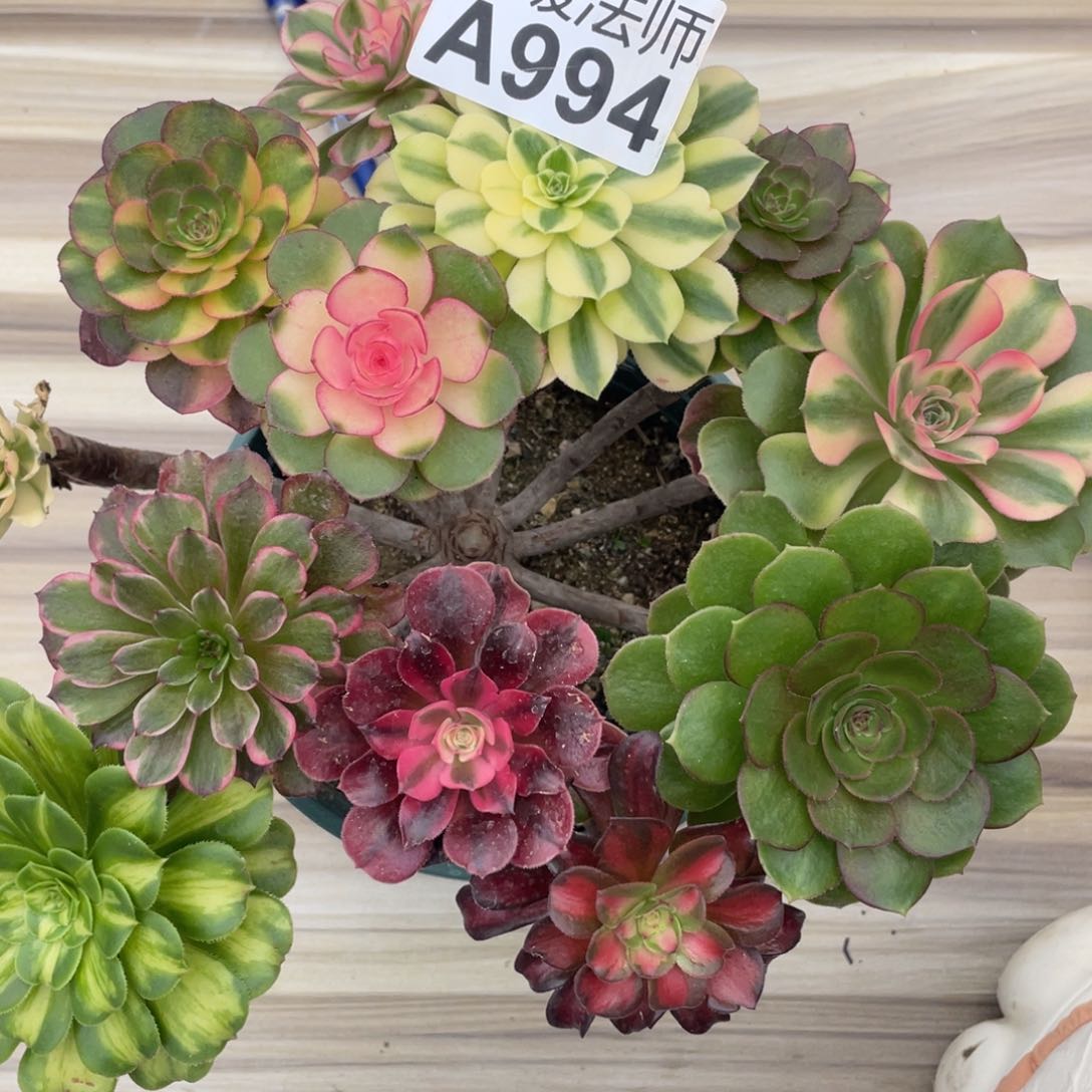 紫砂茶杯是***/994叫姐姐斤斤计较