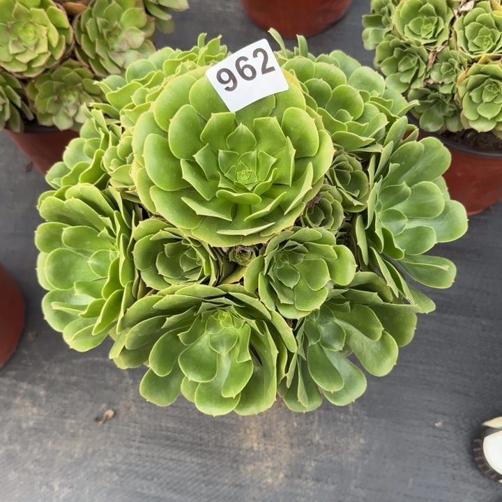 长****多肉植物绿羊绒962