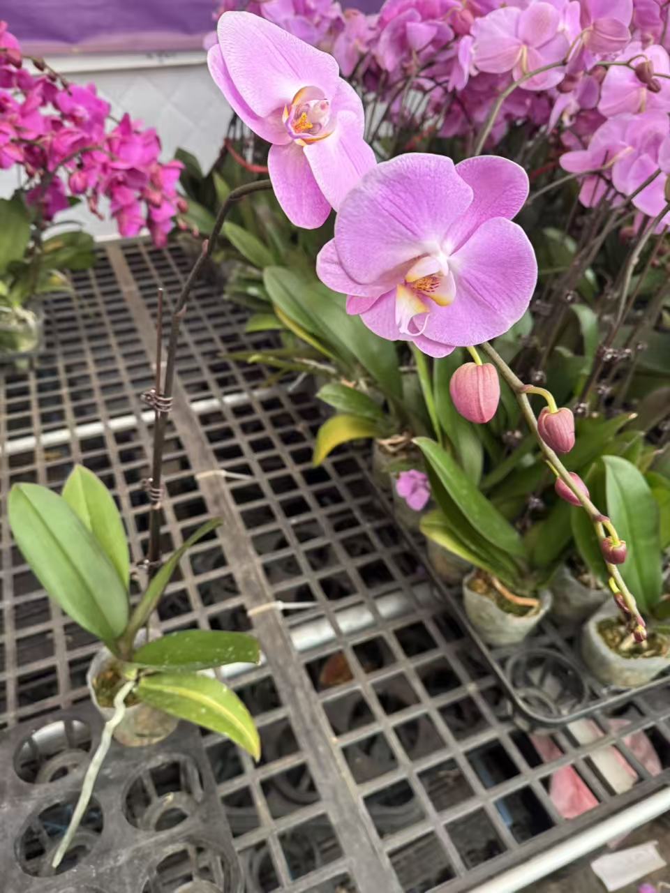 蝴蝶兰【新德里】昆明源头基地直发