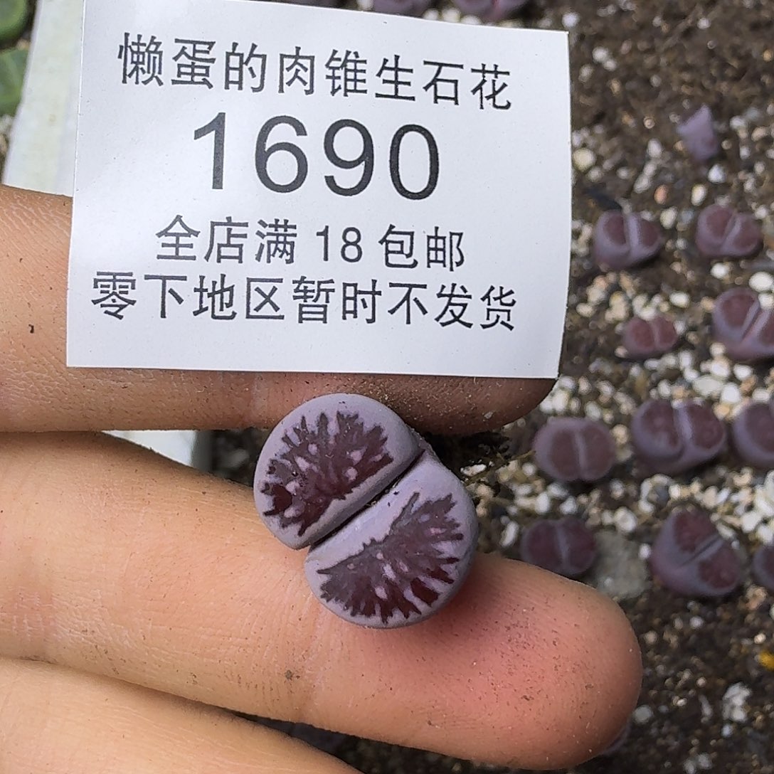 女***烟1690 哈哈哈哈哈哈哈哈