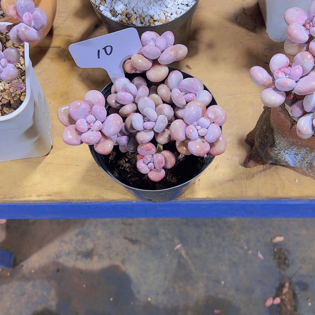 蚕*宝10桃蛋。。。。。。。。。。