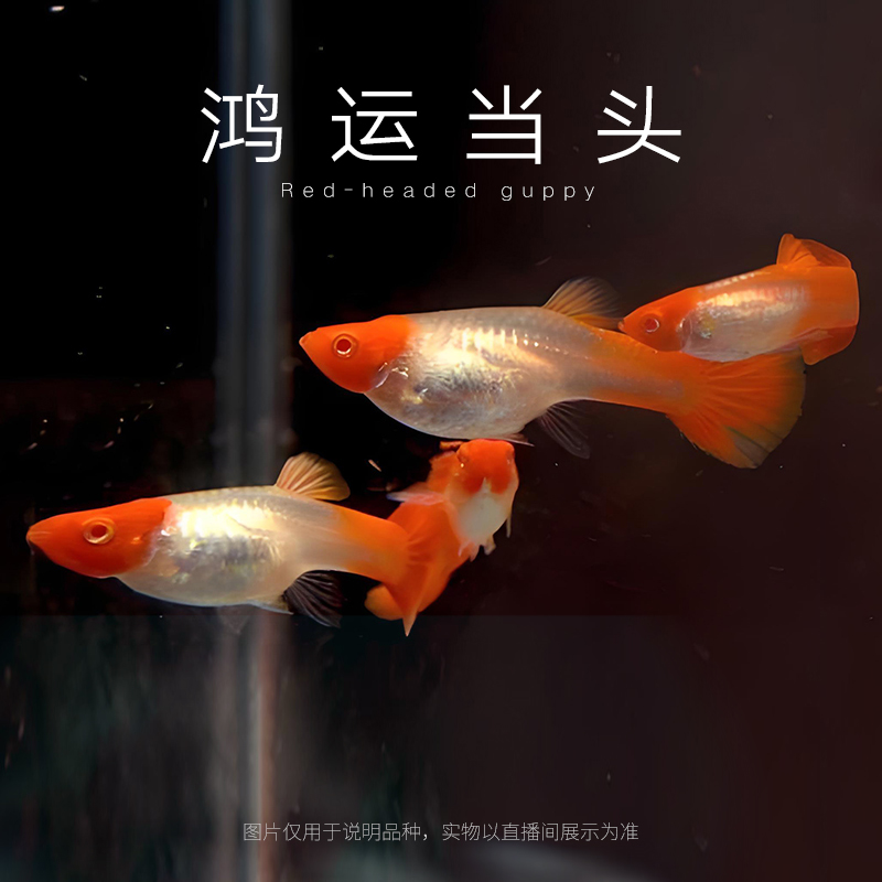 鸿运当头小型热带孔雀鱼易繁殖观赏鱼大尾巴可生小鱼