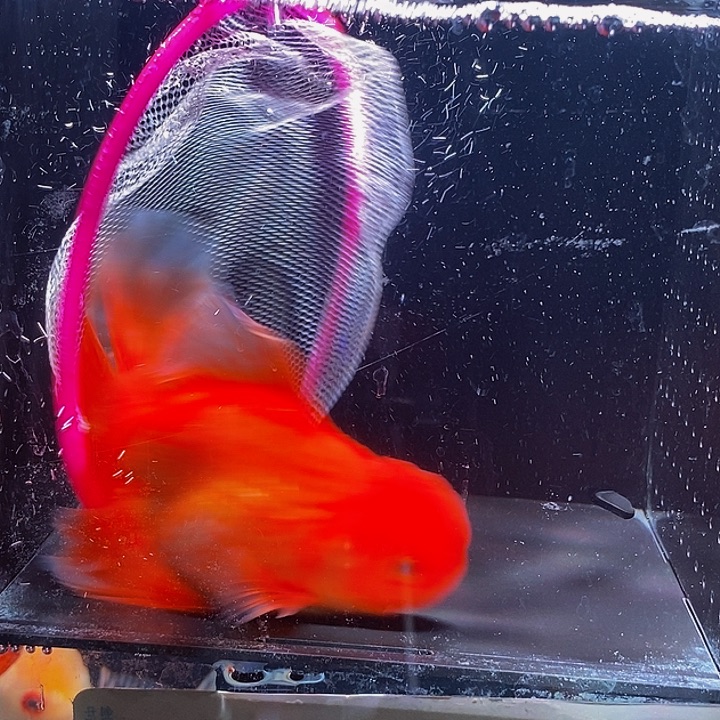 谁***子海水疯疯癫癫爆粗口的