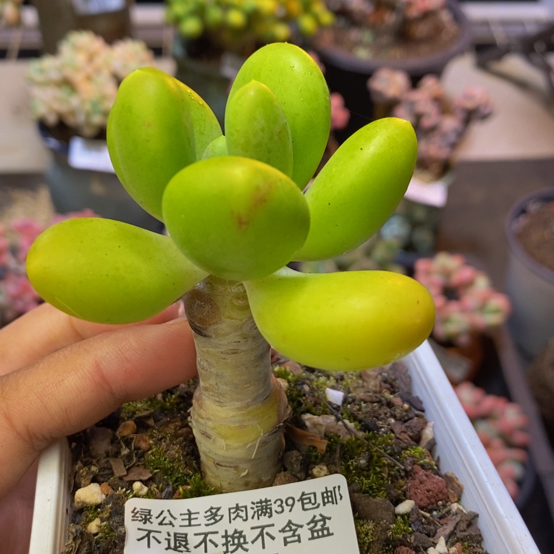 166金蟾芒果奶多肉5c m