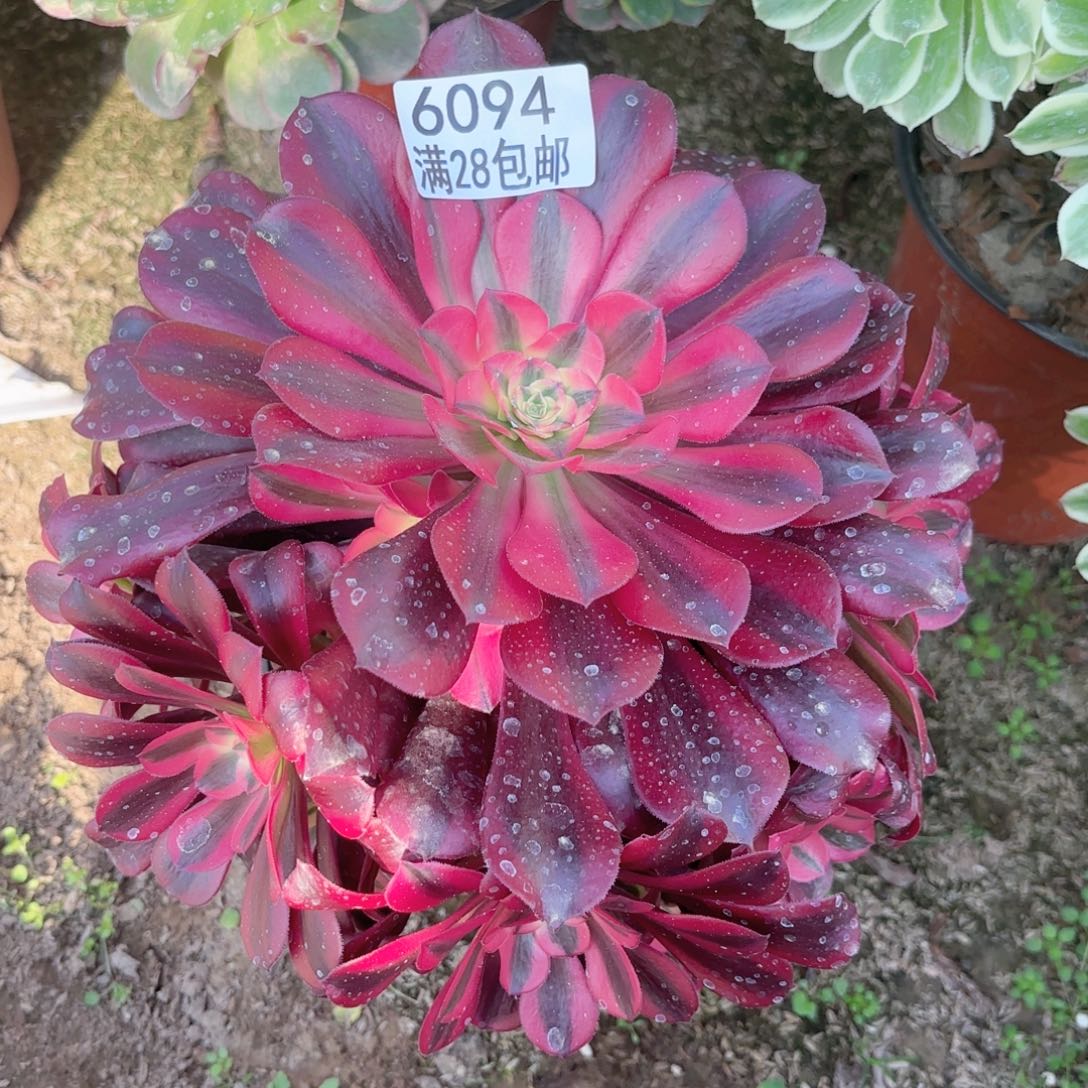 A. 6094美杜莎多肉