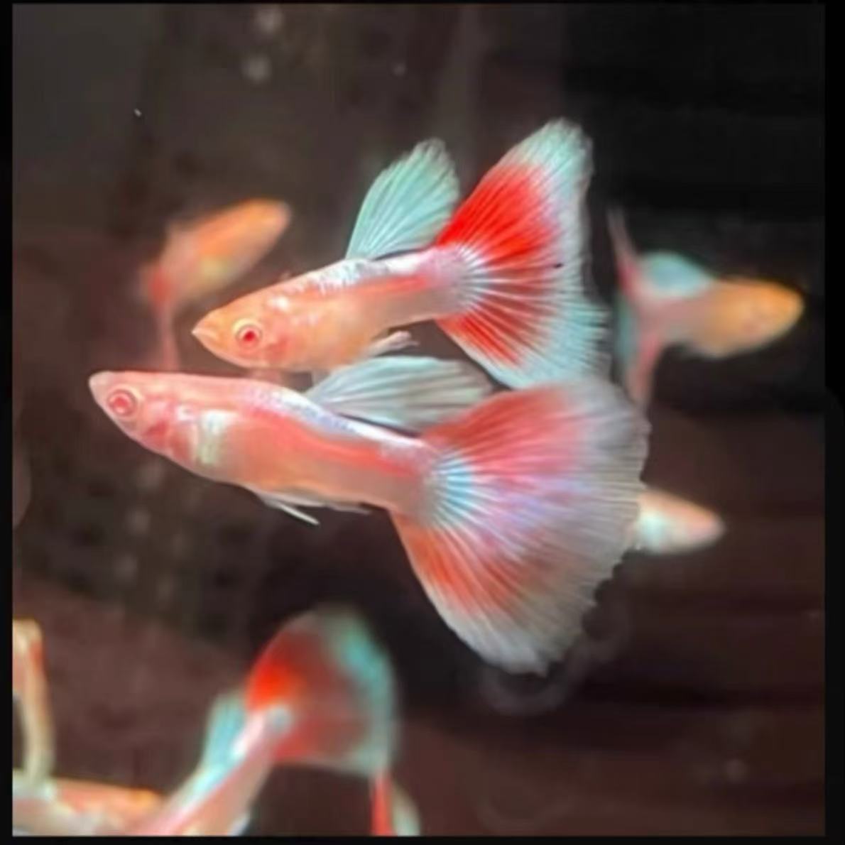 精品火烧云孔雀鱼小型热带观赏鱼活体好养耐活