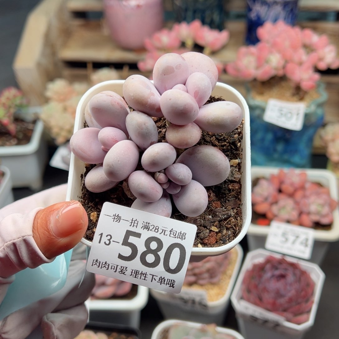 奶酪多肉多肉多肉多肉