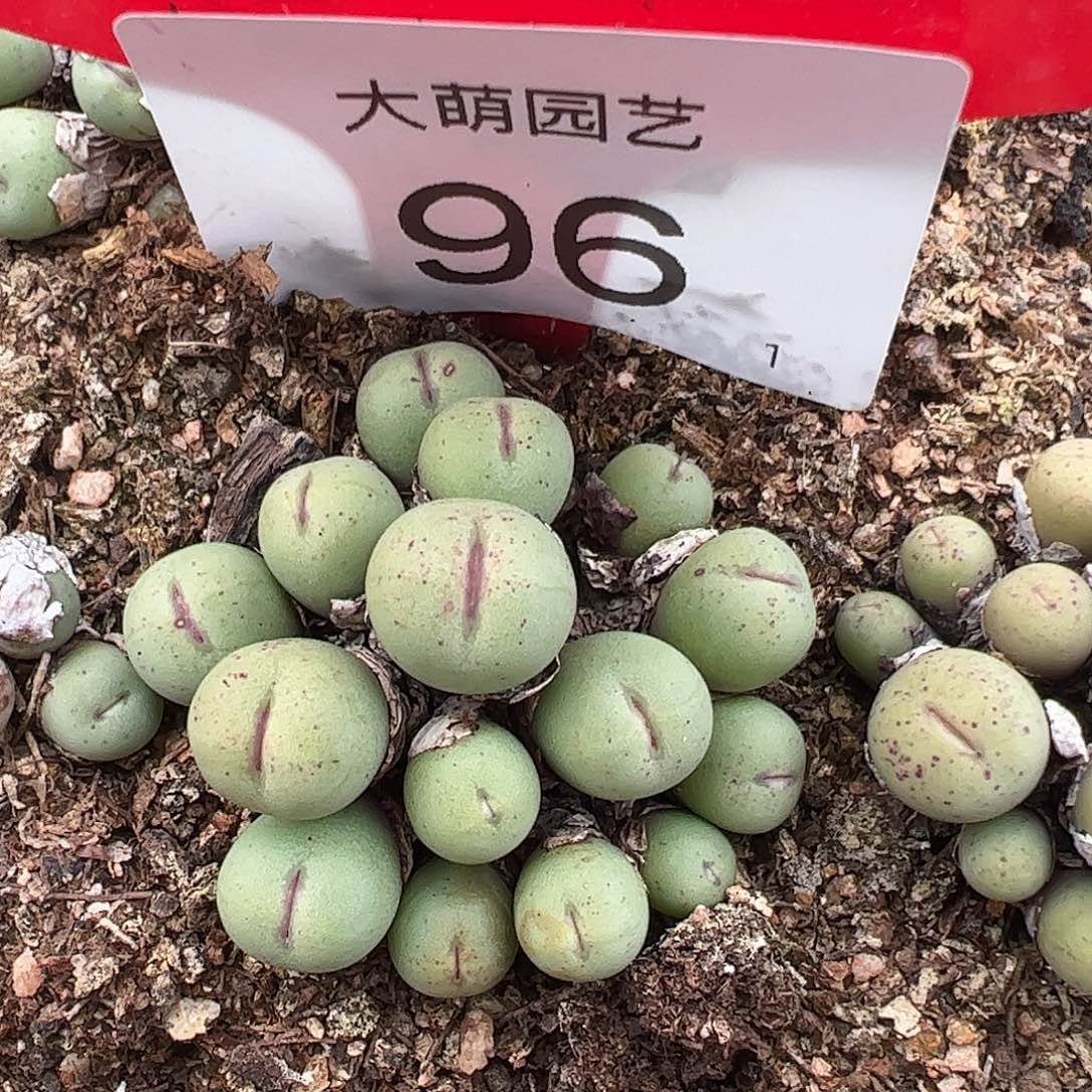 000096 一物一拍脱土发