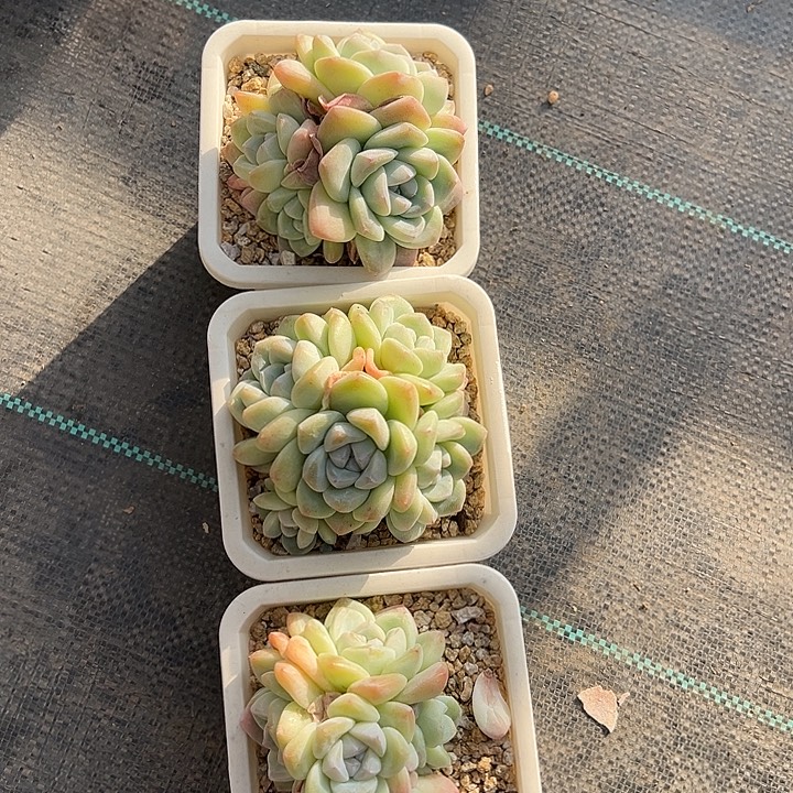 我们的确是一个很好的冰玉