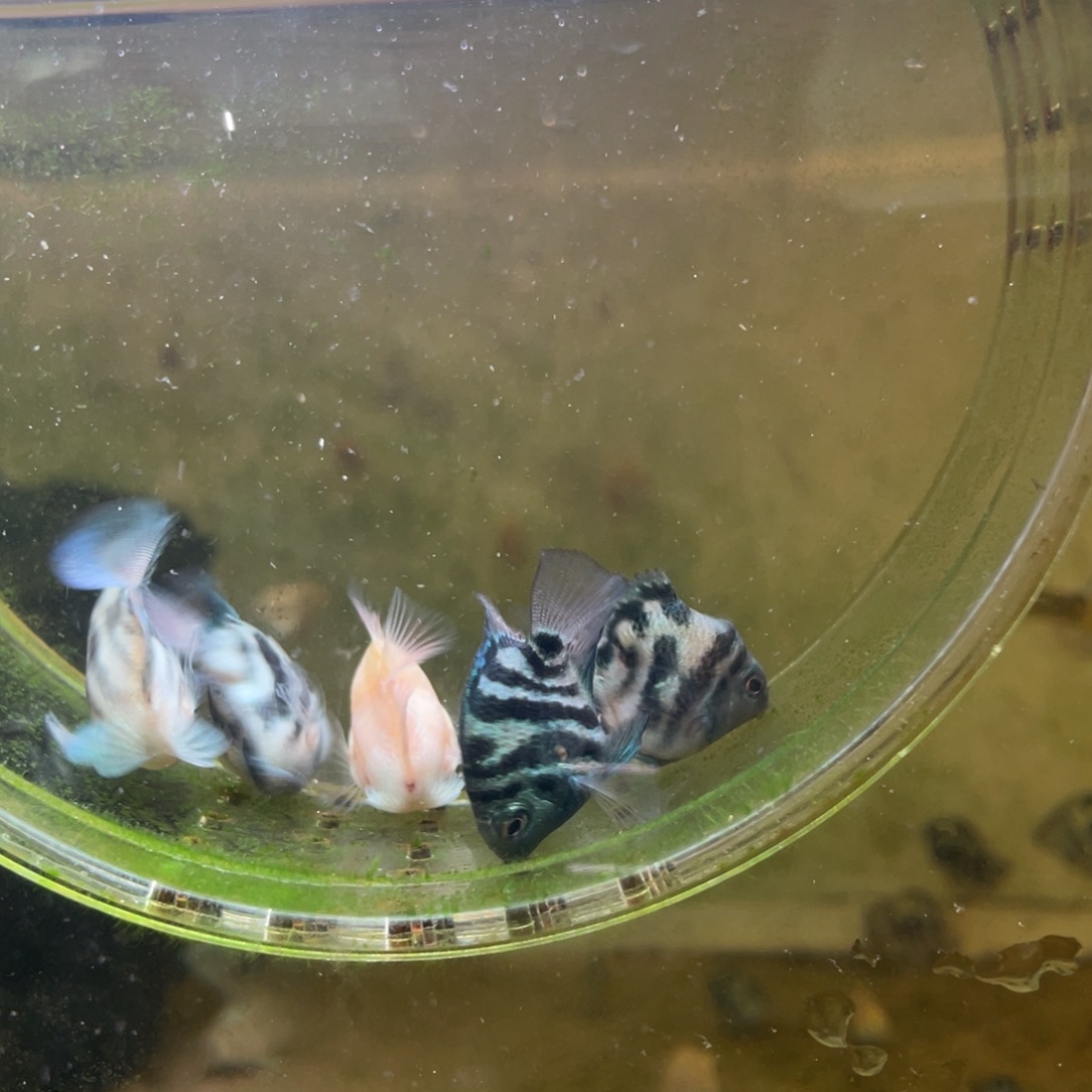 鹦鹉鱼桃心付15邮费送 6条