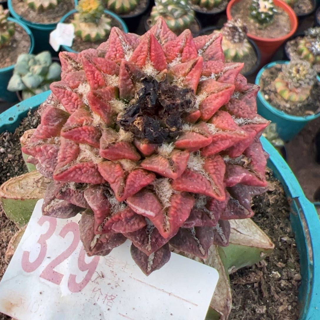 黑牡丹锦仙人球329