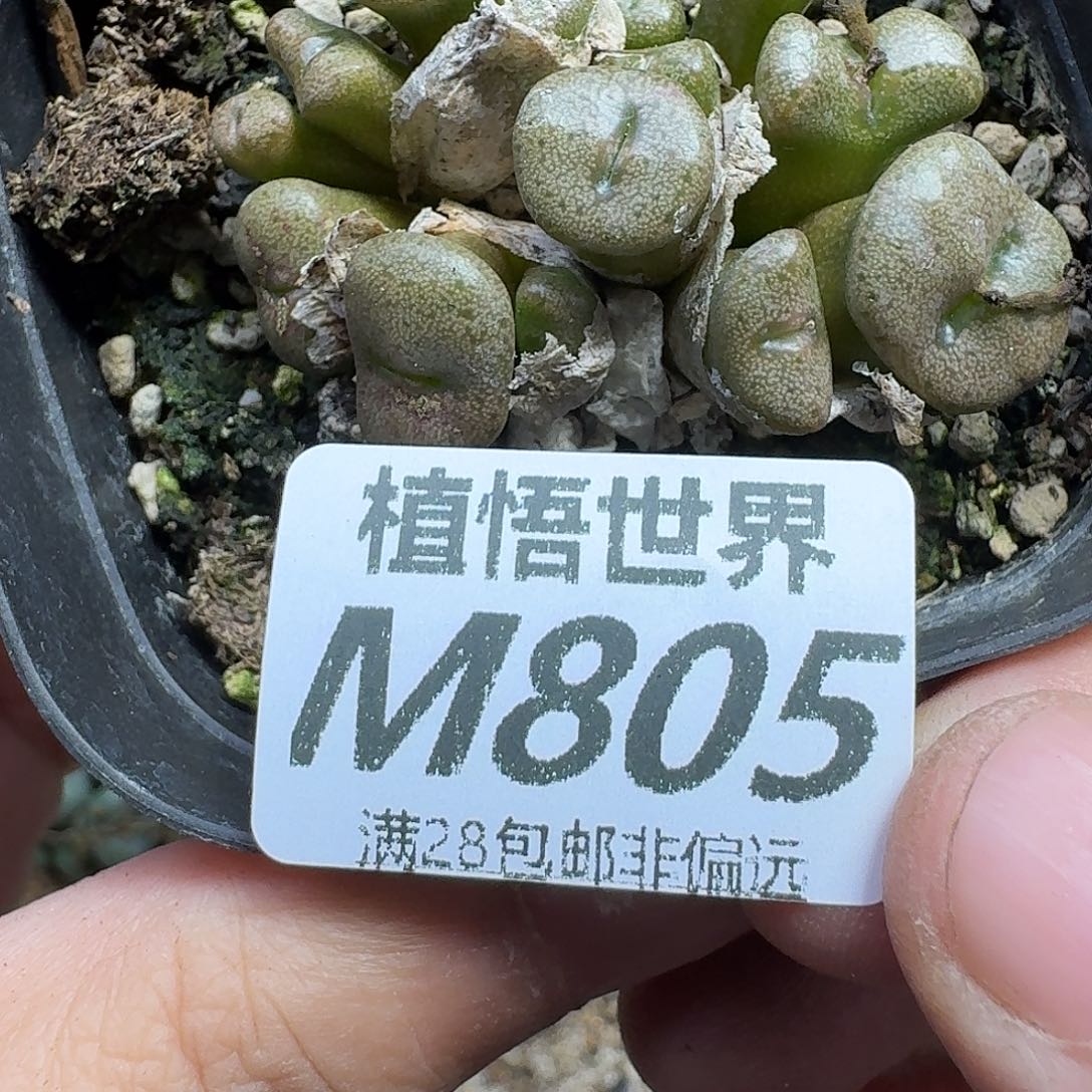 多肉植物的润泽gbn