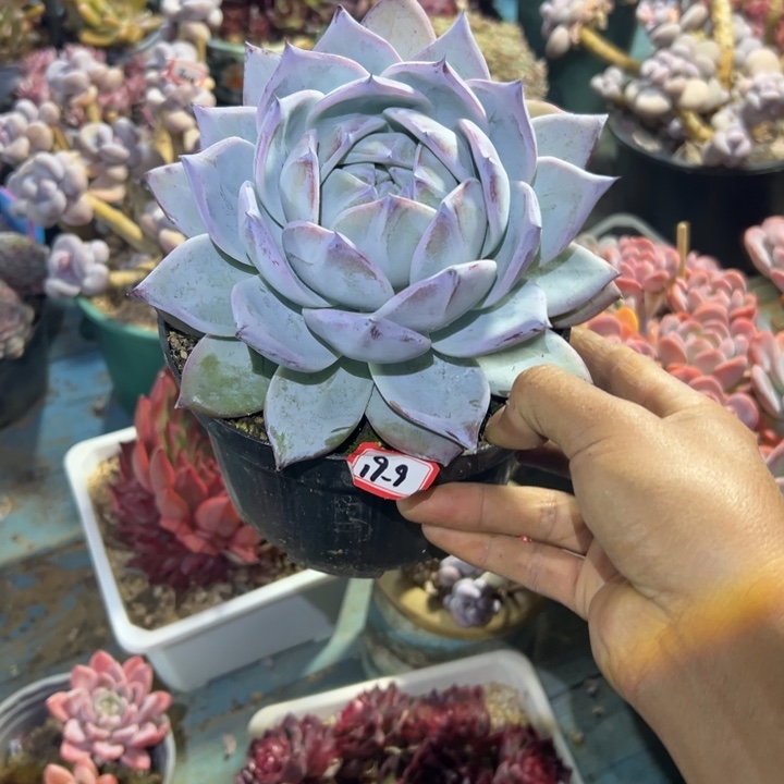 张***张精品多肉植物老桩包黑卡