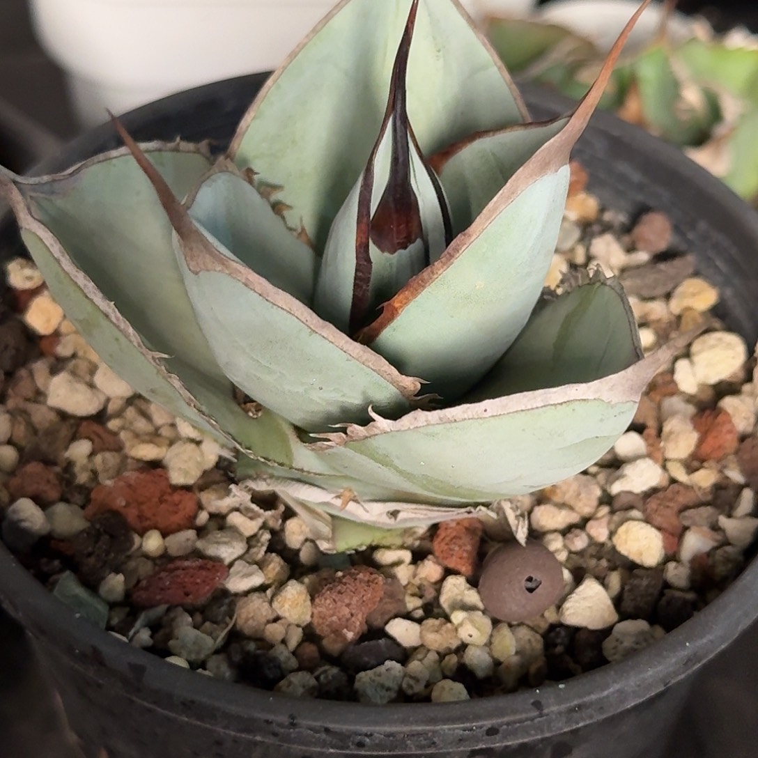 无花朵龙舌兰仁王冠4