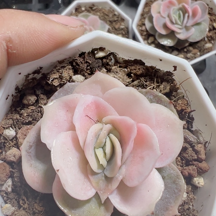 蓝色惊喜精品多肉植物