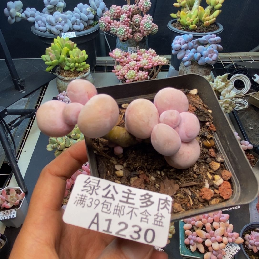 230橙奶多肉肉4c m