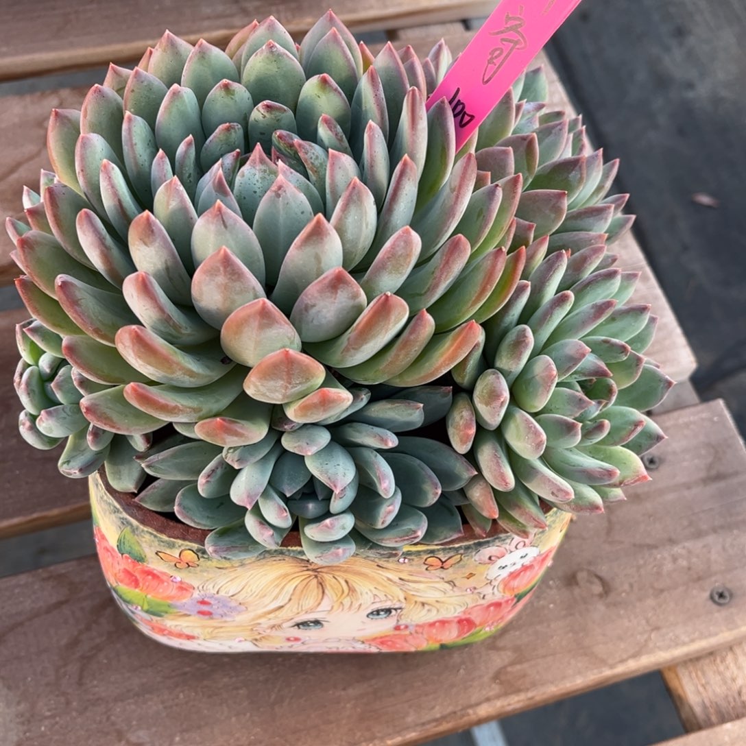 ****۶美人杂交寄养一一