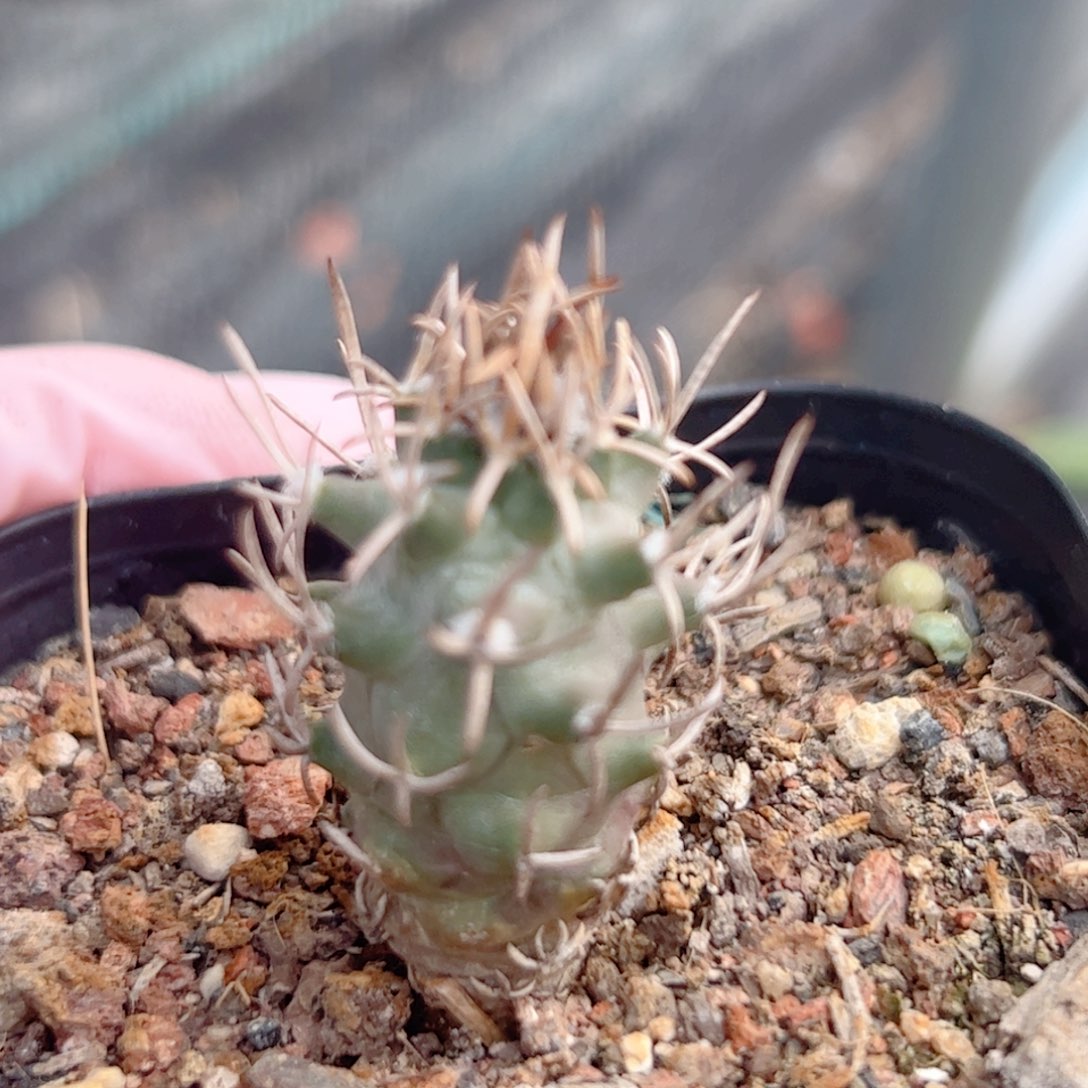 实生黄龙丸仙人球