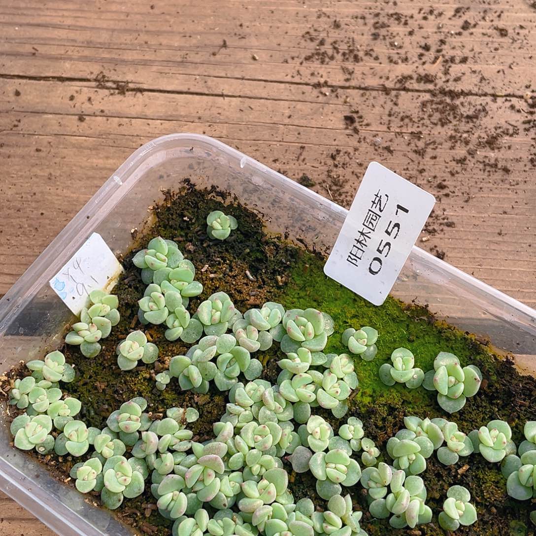 山***知多肉植物多肉植物551