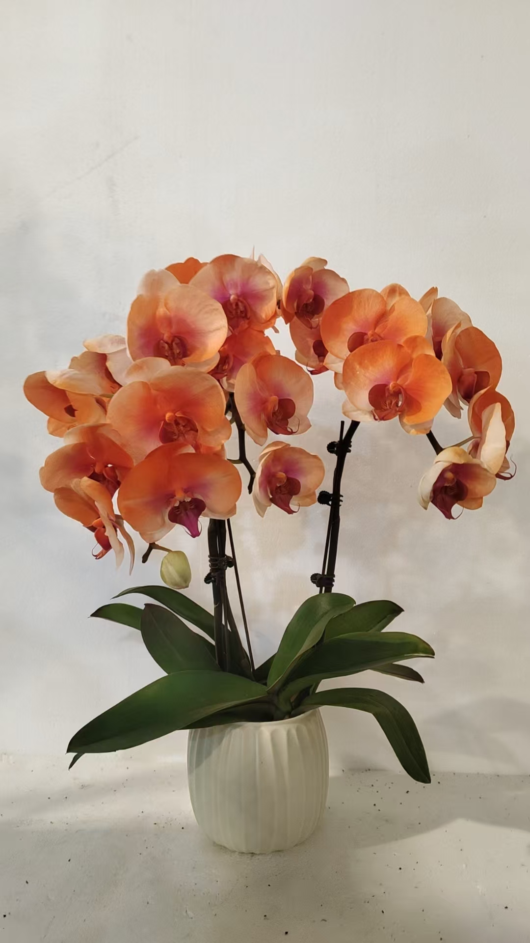 鲜花【心想事成】蝴蝶兰爱马仕橙色系喷染工艺室内观赏带花发货