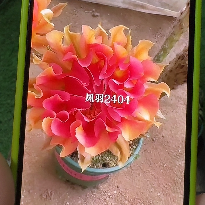 凤羽2404侧芽，尺寸以直播间看到的为准，偏远地区不包邮！