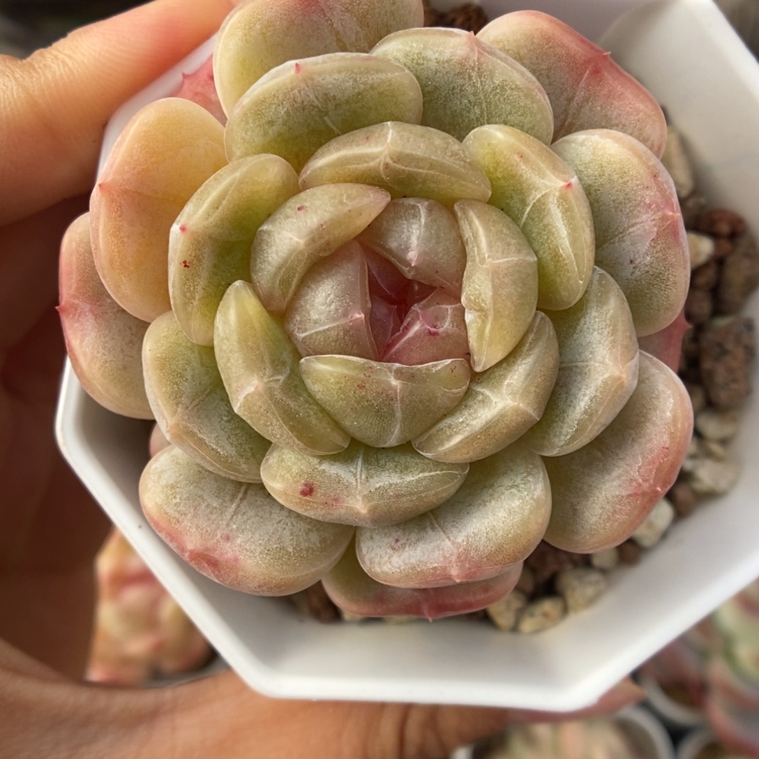 白色恋人可拍734号。 