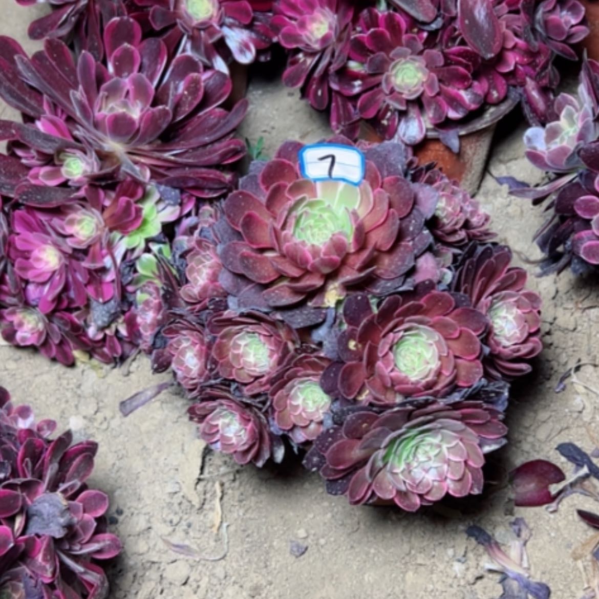 【闪购商品】多肉植物粉花妖7