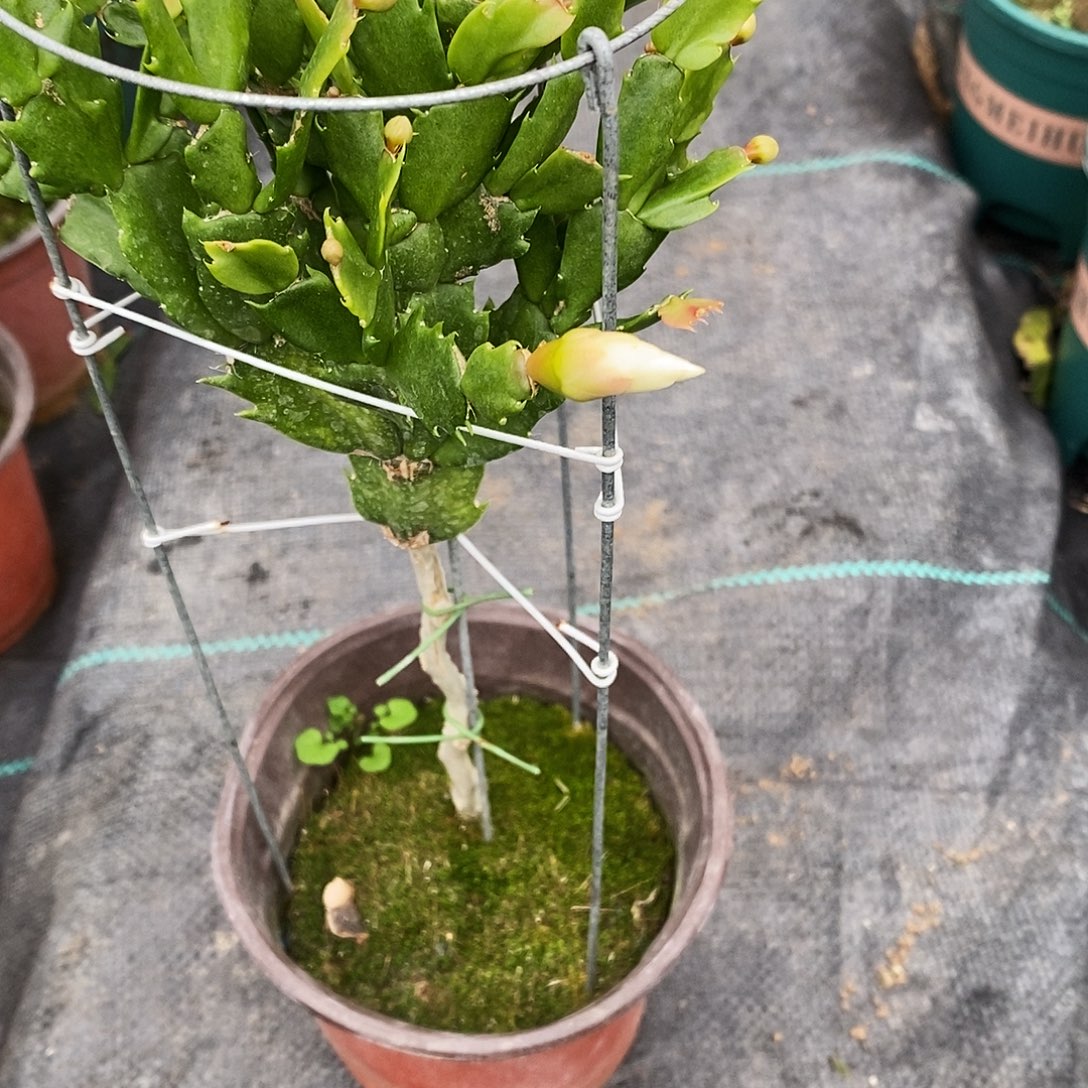 胡***宝完全开放福利款单层