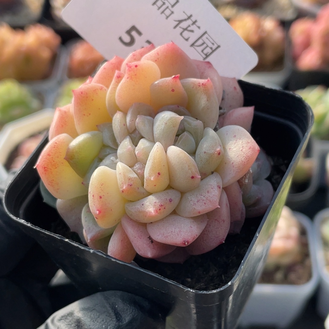 532号糖心冰心珍妮 朵朵缀