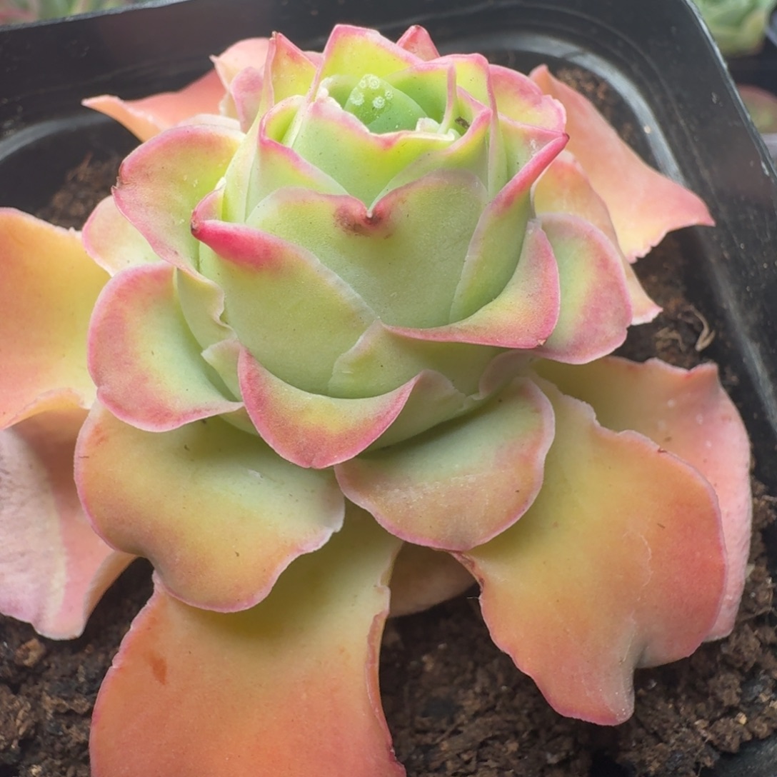 星***星楹楹-390紫苑-冠幅 6CM