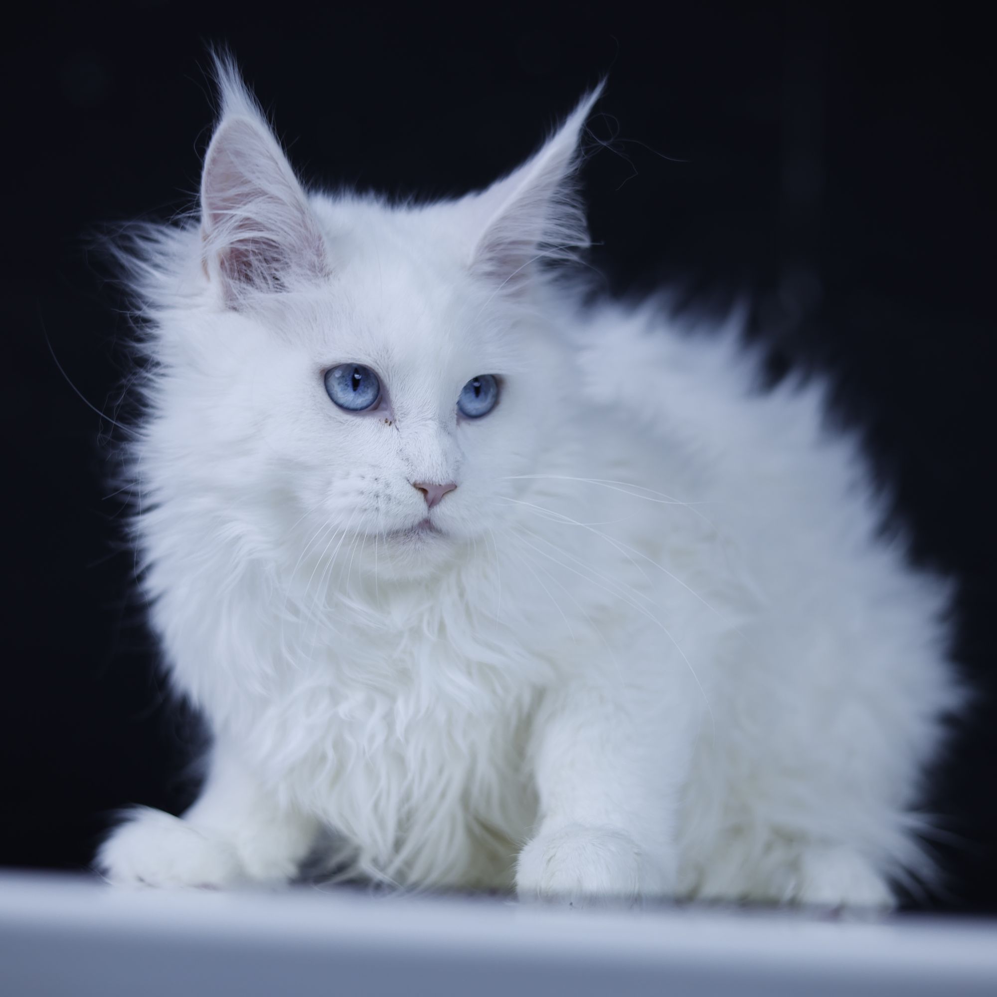 宠物猫爆款三个月蓝眼睛白缅