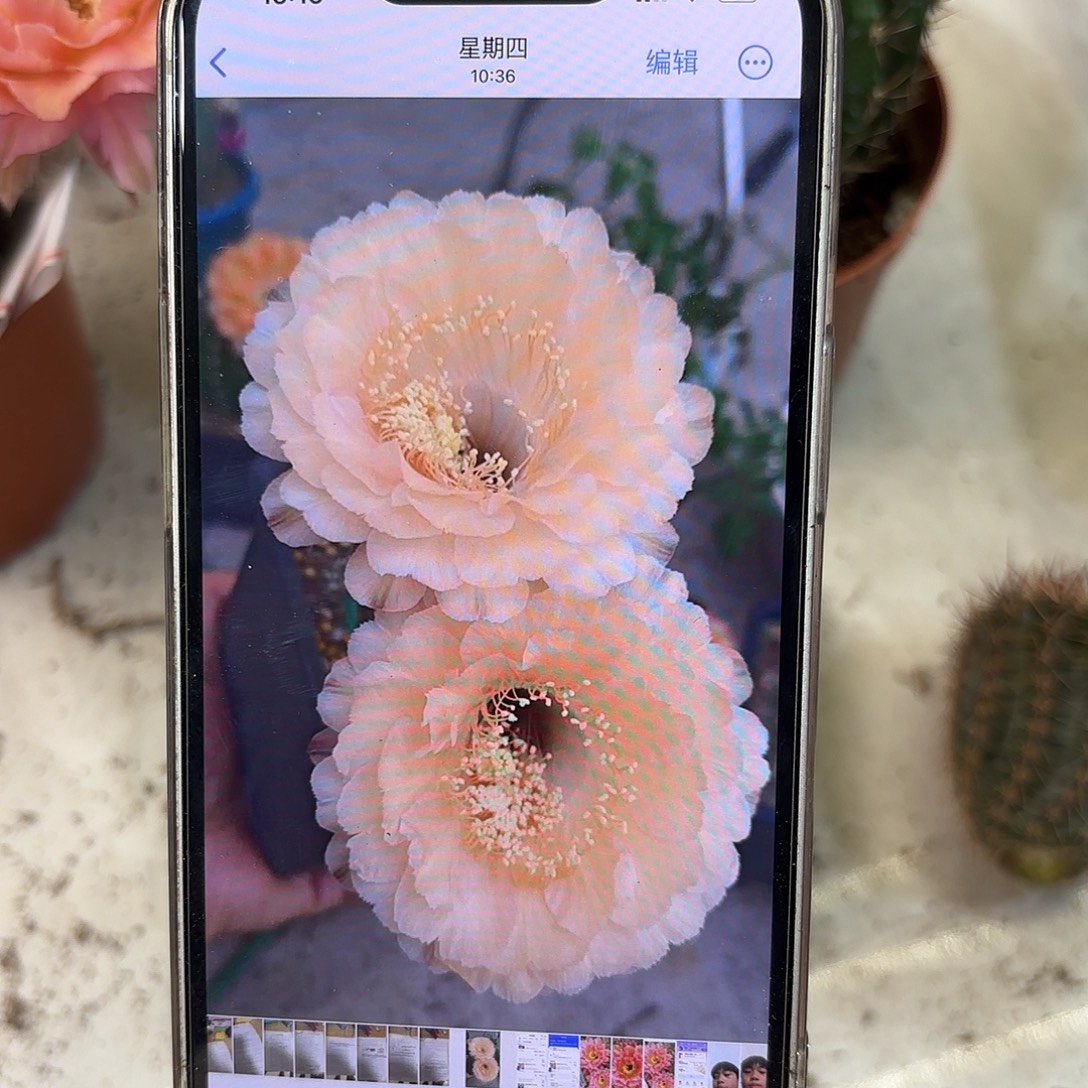 彩草香宾4公分侧牙