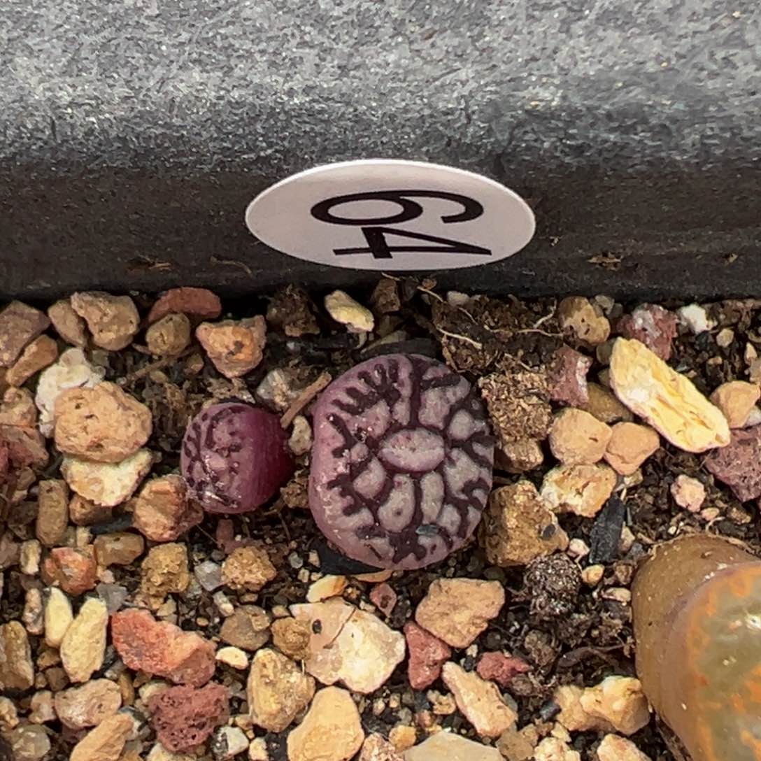 多肉植物111111111111111