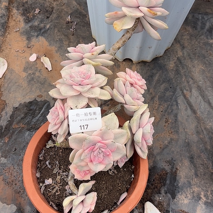 紫乐粉锦，桩子有瑕疵介意勿拍。