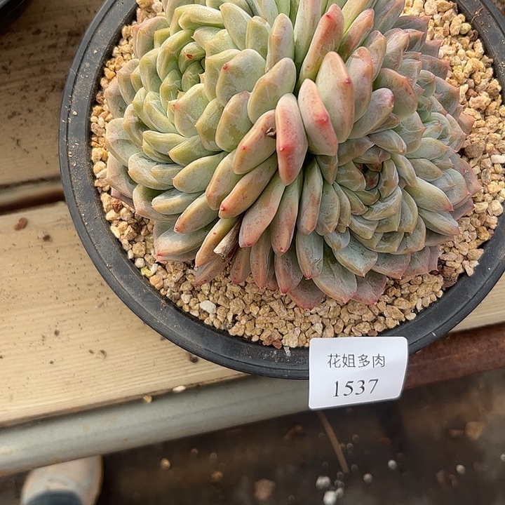 开***好1537一颗888888888 