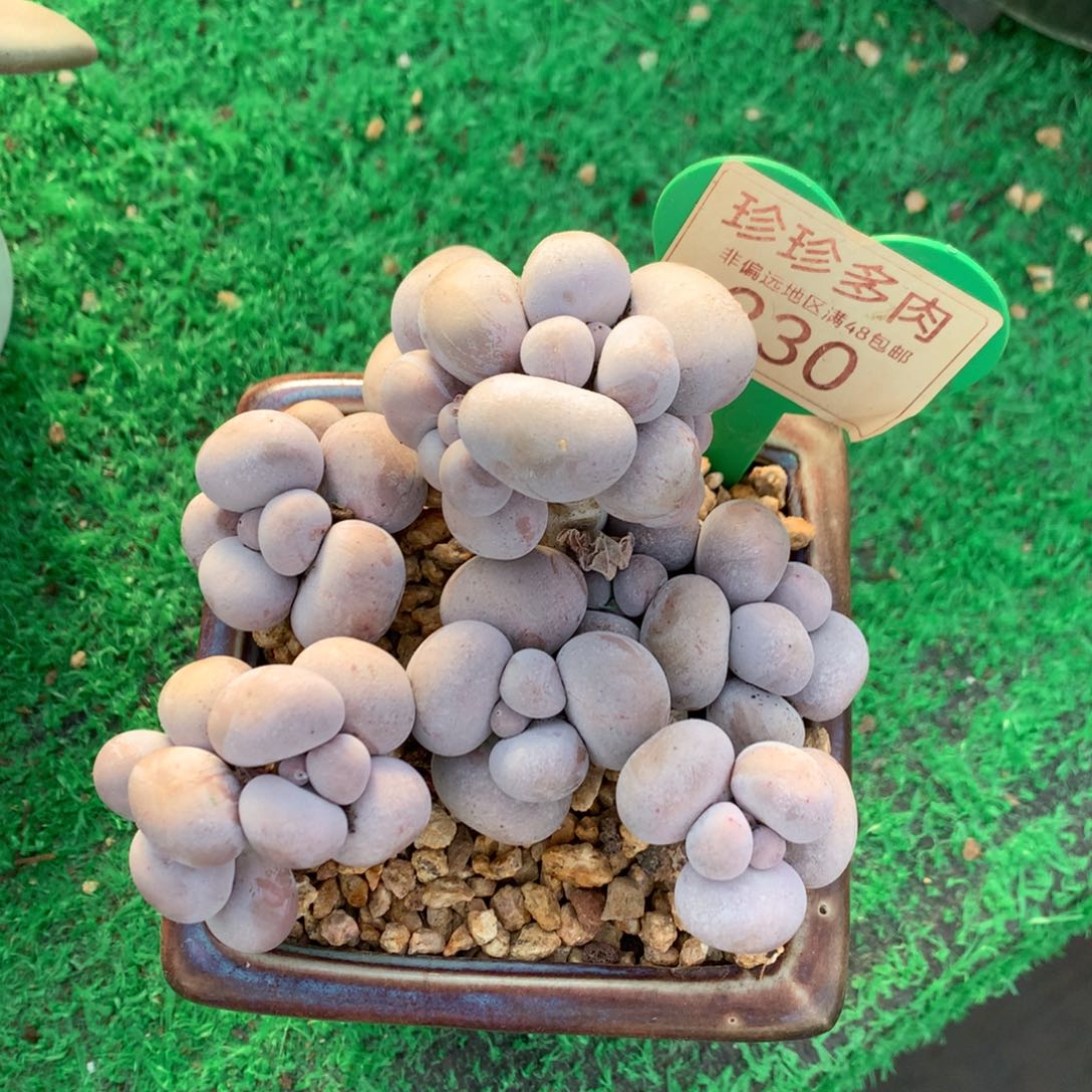 烟美人奶酪一物一拍