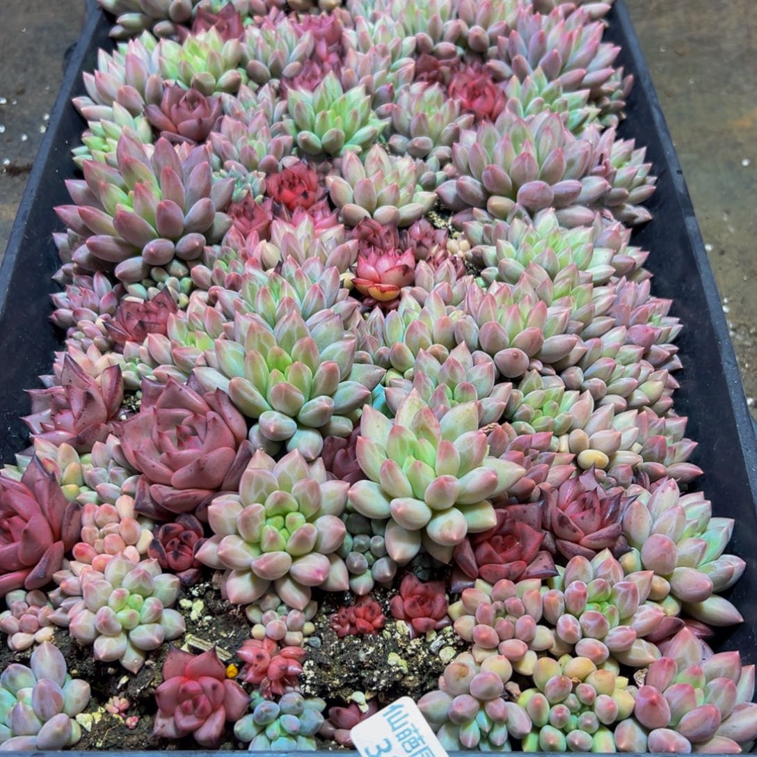 晓***晓398的人都是这样的吗笑而不自知