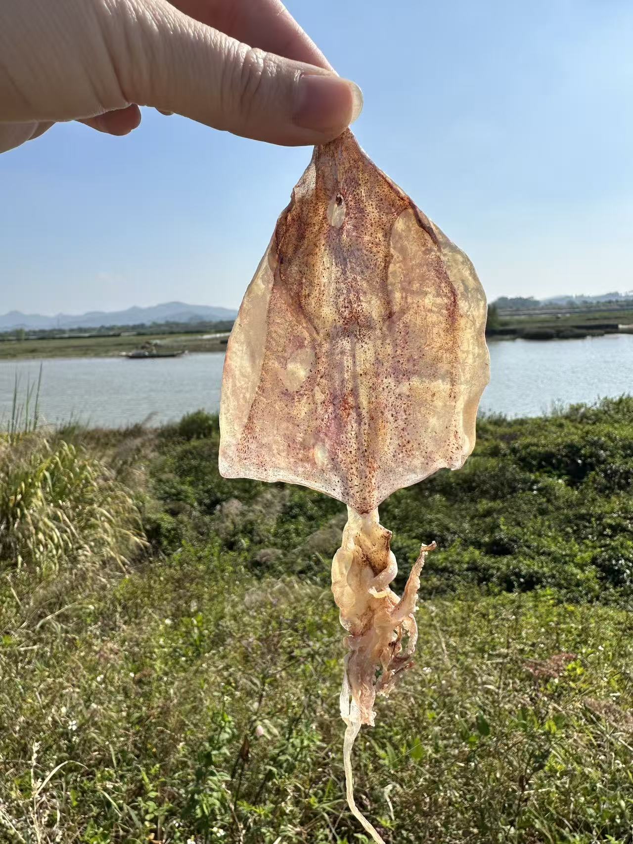 渔民自晒A4鱿鱼干KTV烧烤炒菜煲汤煮粥250g-500g