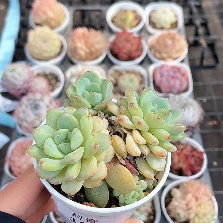 一物一拍满十元包邮发货 186