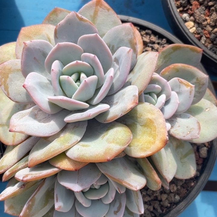 韩版奶茶，粗腿3头，瑕疵