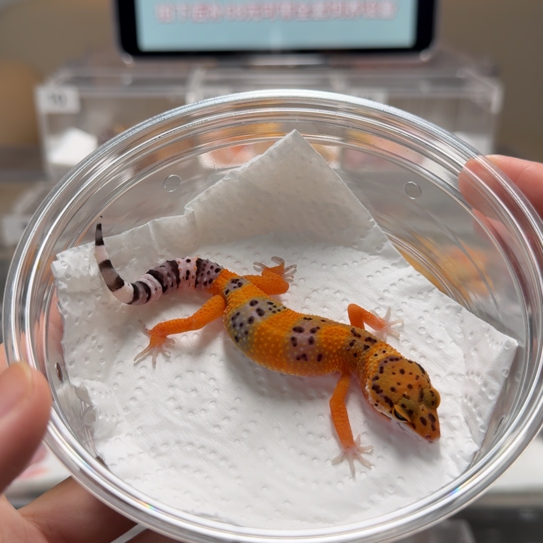 豹纹守宫橘子母温